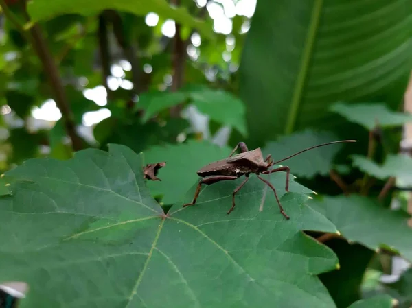 brown ladybugs or riptortus linearis are pests that often damage plant shoots