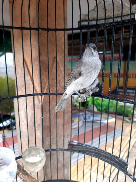 a species of lichmera or coconut honey-sucking combo cucak bird from the province of NTB