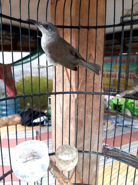 a species of lichmera or coconut honey-sucking combo cucak bird from the province of NTB