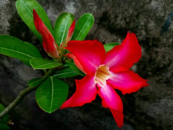 Indonesia Adenium Ornamental Plants Known Kamboja Jepang Characteristic Pink Color — Zdjęcie stockowe