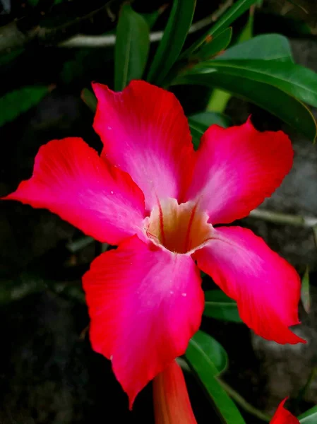 Indonesia Adenium Ornamental Plants Known Kamboja Jepang Characteristic Pink Color — Foto de Stock