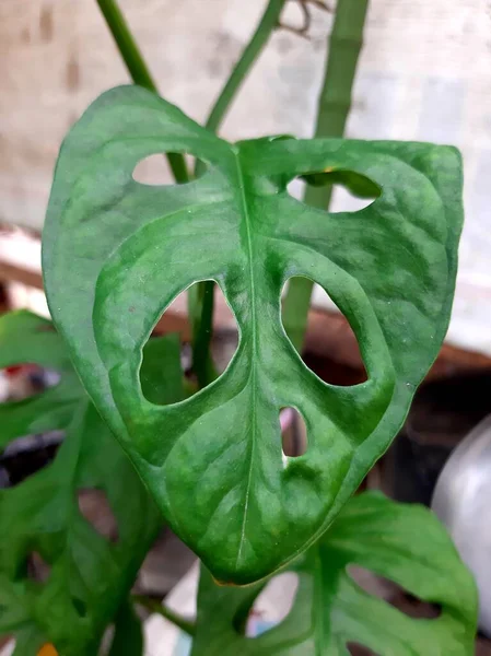 The janda bolong ornamental plant is popular in Indonesia