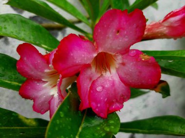 In Indonesia, adenium ornamental plants are known as kamboja jepang, with a characteristic pink color that is often used as bonsai