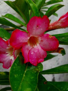 In Indonesia, adenium ornamental plants are known as kamboja jepang, with a characteristic pink color that is often used as bonsai