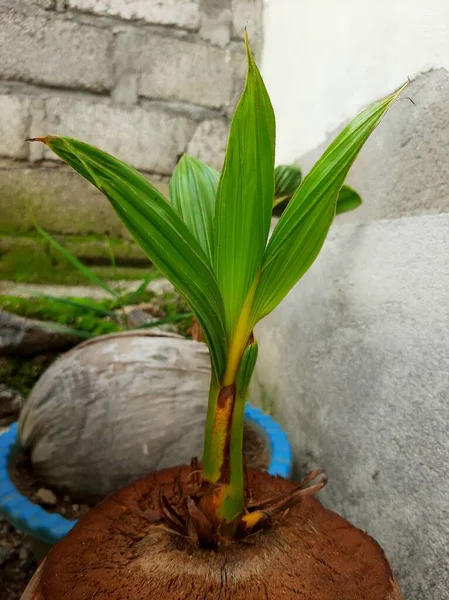 Bonsai Plants Type Coconut Tree —  Fotos de Stock