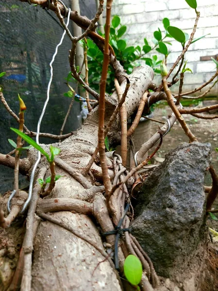 Ahşap doku ve eski bonsai kökleri.