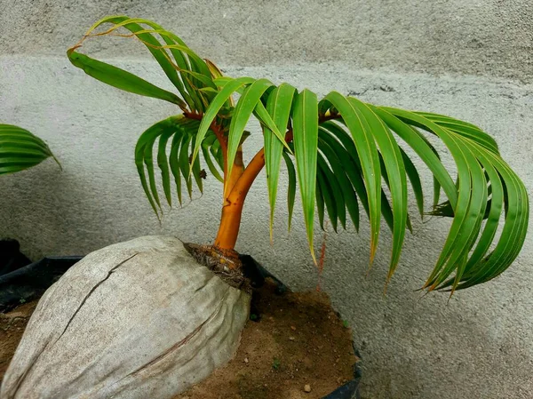 Bonsai plants from the type of coconut tree