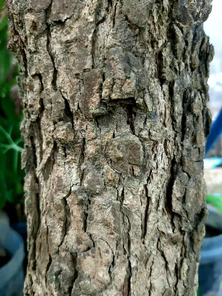 Ahşap doku ve eski bonsai kökleri.