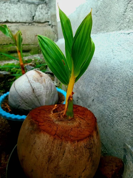 Bonsai Plants Type Coconut Tree —  Fotos de Stock