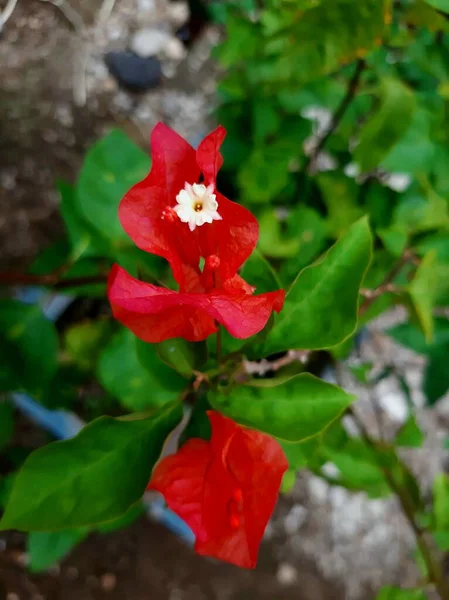 Bougenville Oder Oft Papierblume Genannt — Stockfoto