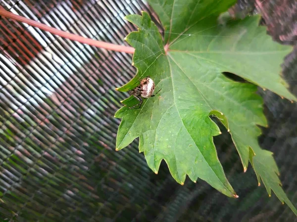 Yapraklarda küçük örümcek türleri sık sık bulunur.