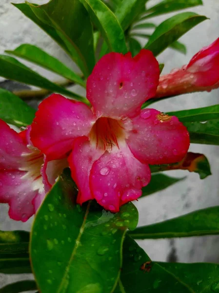 In Indonesia, adenium ornamental plants are known as kamboja jepang, with a characteristic pink color that is often used as bonsai