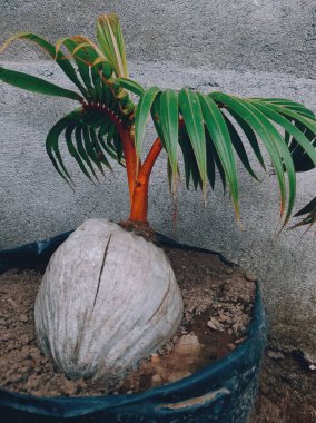 Bonsai plants from the type of coconut tree