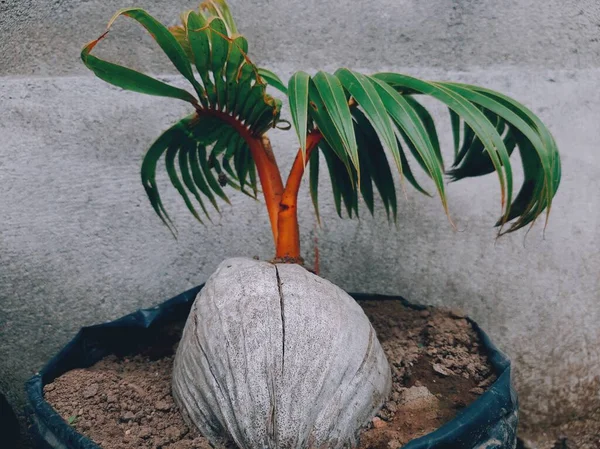 Bonsai Plants Type Coconut Tree — Stockfoto