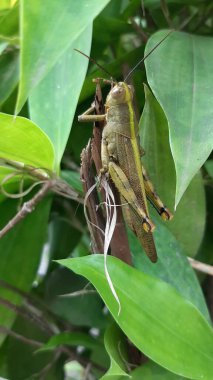 big brown grasshopper among the leaves