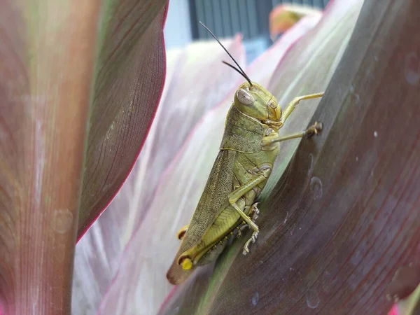 big brown grasshopper among the leaves