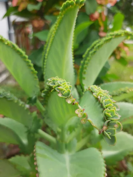 Kokulu bebek Kalanchoe pinnata yaprakları kalın bir ete sahiptir ve bol miktarda su içerir. Yaprak rengi açık yeşildir. Kokulu ördek yapraklarının üzerinde çoğalmak için işleyen filizler büyüyecek..