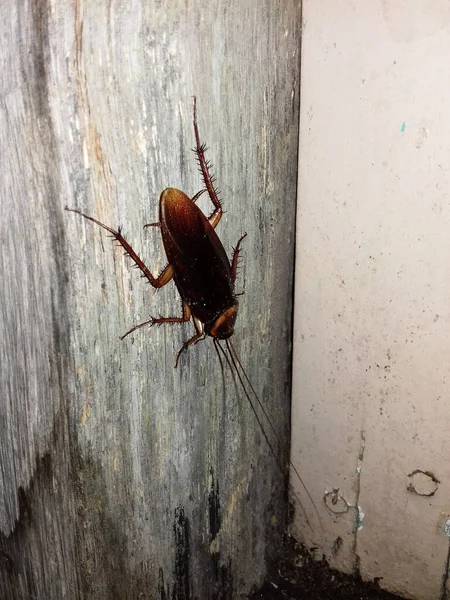 Hamamböcekleri, pis yerlerde yaşayan ve güçlü bir kokusu olan hayvanlar.