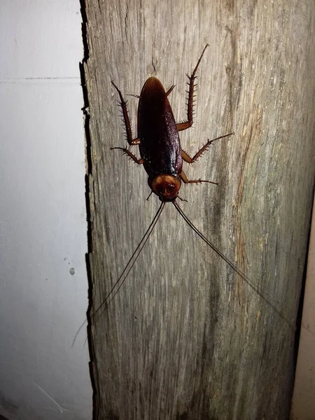 Kakkerlakken Dieren Die Vaak Vieze Plekken Leven Een Sterke Geur — Stockfoto