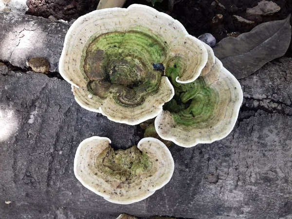 types of wood mushrooms that live in Indonesia