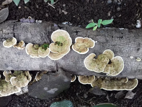 Types Wood Mushrooms Live Indonesia — Stockfoto