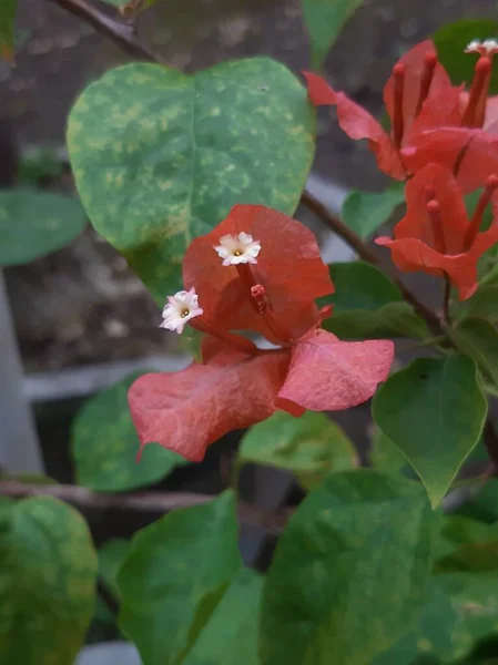 Bougenville ya da kağıt çiçek olarak da bilinir.