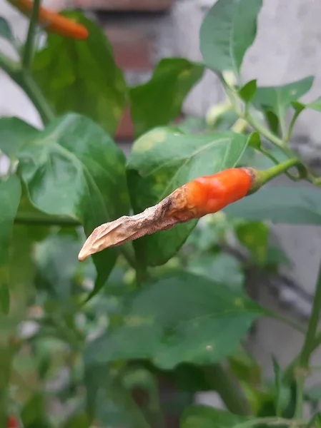 Bitki böceklerinin saldırısına uğramış çürük biber meyvesi.