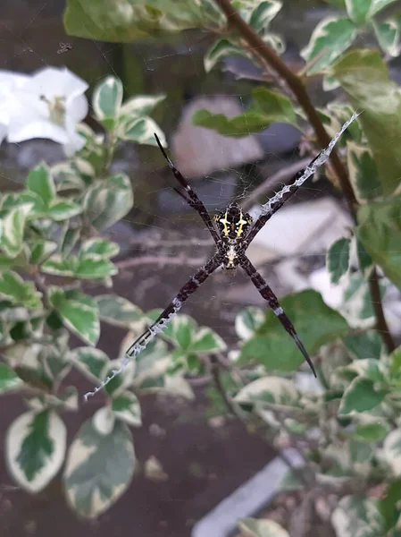 Aranhas Pernas Longas São Frequentemente Encontradas Plantas — Fotografia de Stock