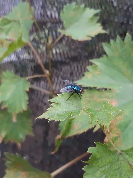 yeşil sinek ya da meyve yaprakta uçar