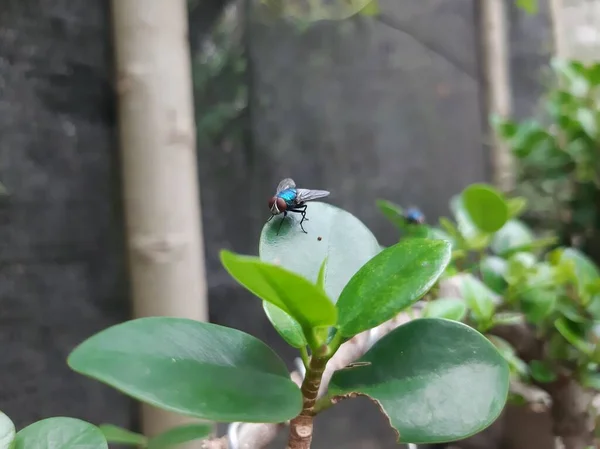 Lalat Hijau Atau Lalat Buah Daun — Stok Foto