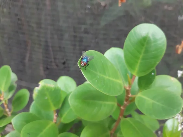 yeşil sinek ya da meyve yaprakta uçar