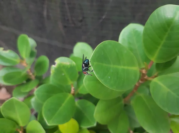 yeşil sinek ya da meyve yaprakta uçar