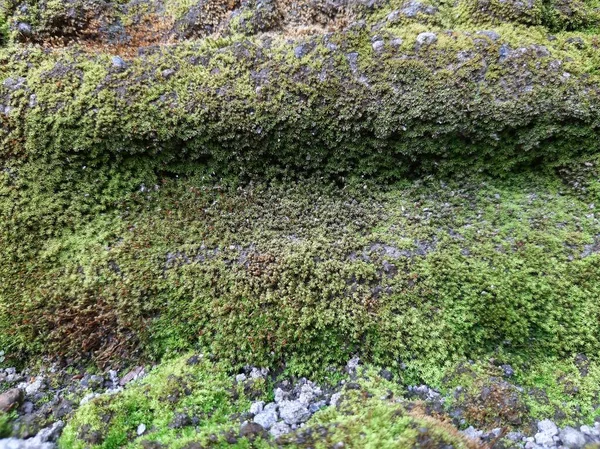 Mossy Textura Antigua Pared Piedra Fondo Pared Piedra Antiguo Fondo — Foto de Stock