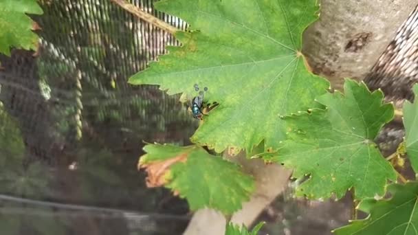 Mosca Verde Mosca Fruta Encaramada Hojas Uva Plaga Fruta — Vídeos de Stock