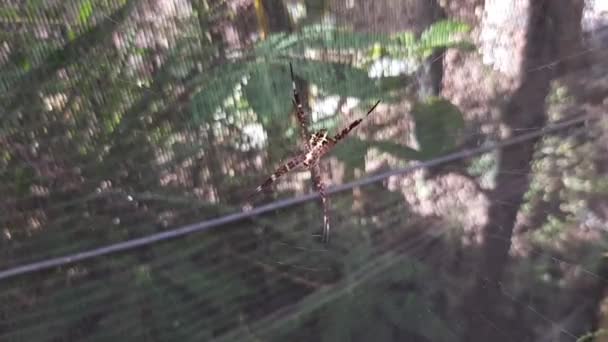 クモは午後に網を作る ウェブ上の大きなクモだ クモの巣だ — ストック動画