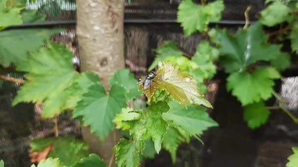 Lalat Hijau Atau Lalat Buah Bertengger Atas Daun Anggur Hewan — Stok Video