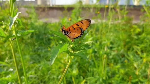 Butterfly Flowers Pictures Kupu Kupu Yang Indah Pada Bunga Biru — Stok Video