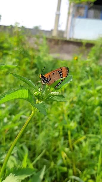 Butterfly Flowers Pictures Kupu Kupu Yang Indah Pada Bunga Biru — Stok Video