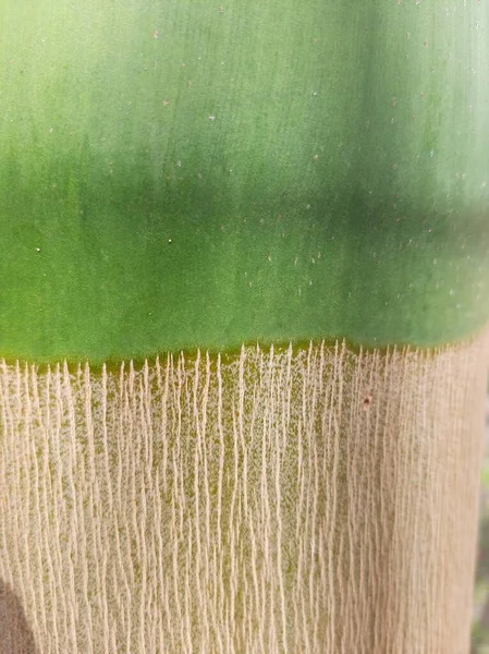 Nahaufnahme Der Rinde Einer Palme — Stockfoto