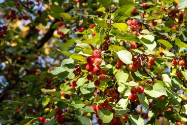 Yabani elma ağacı ile küçük parlak kırmızı elma ve yeşil ve sarı yaprakları birkaç bir parkta sonbaharda.