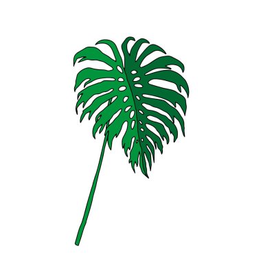 Beyaz arka planda izole edilmiş yeşil yaprak canavarının bir tasviri.