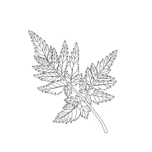 Εικονογράφηση Ενός Μαύρου Φύλλου Μαϊντανού Που Απομονώνεται Λευκό Φόντο — Διανυσματικό Αρχείο