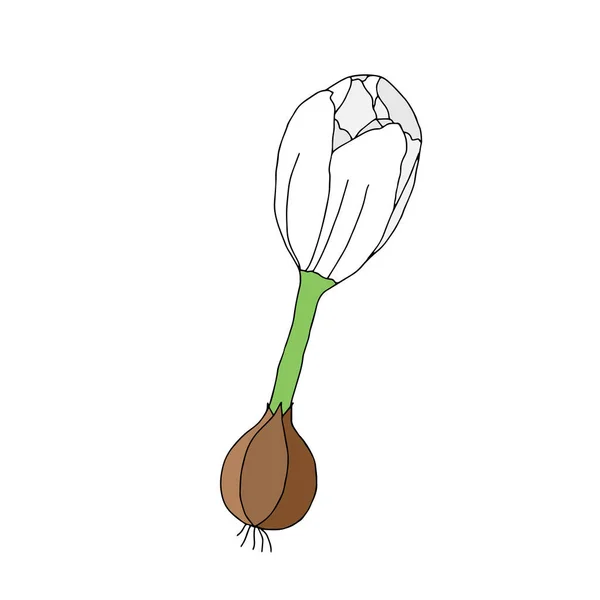 Vektor Illusztrációja Egy Teljes Fehér Crocus Virág Hagyma Gyökerek Elszigetelt — Stock Vector