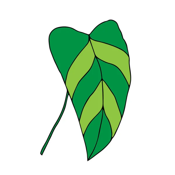 Schéma Vectoriel Illustration Une Feuille Verte Philodendron Isolée Sur Fond — Image vectorielle