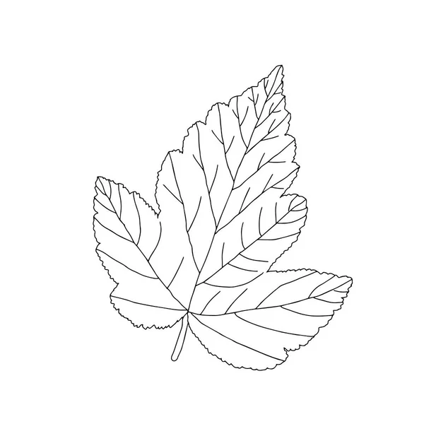 Illustration d'une feuille d'aubépine noire isolée sur fond blanc — Image vectorielle