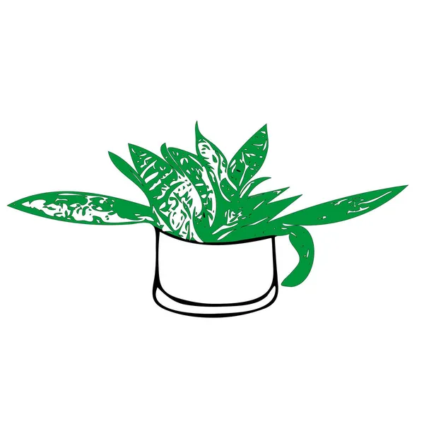 Umrisszeichnung Vektor Illustration einer grünen Zierpflanze Sansevieria in einem Topf isoliert auf weißem Hintergrund — Stockvektor