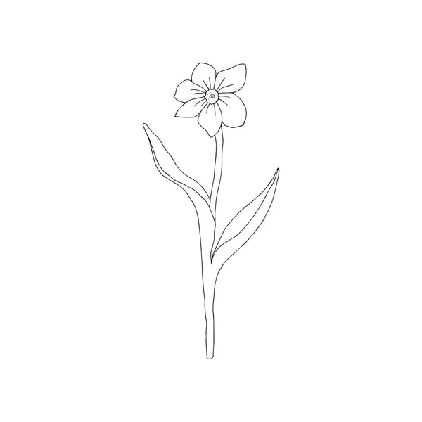 Illustration Vectorielle Narcisse Fleur Noire Isolé Sur Fond Blanc — Image vectorielle