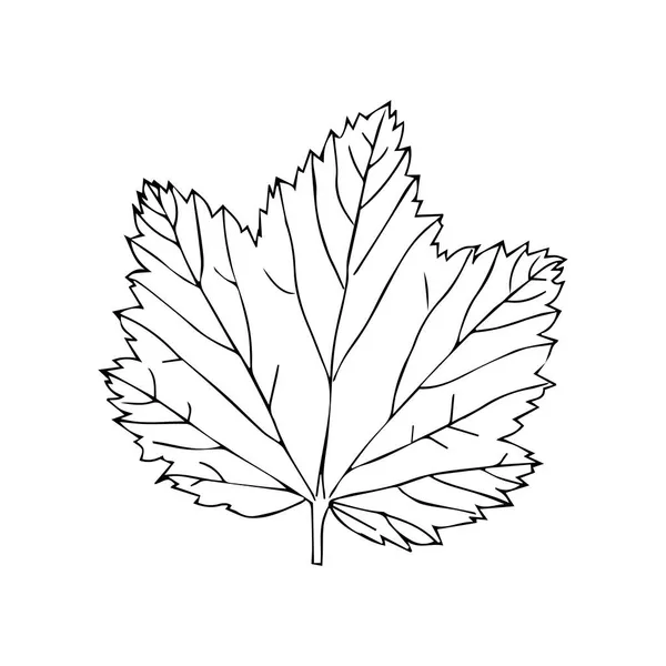 白地に孤立した黒スグリの葉のベクトル図 — ストックベクタ