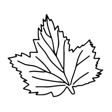 Beyaz arka planda izole edilmiş siyah frenk üzümü yaprağının Vektör çizimi