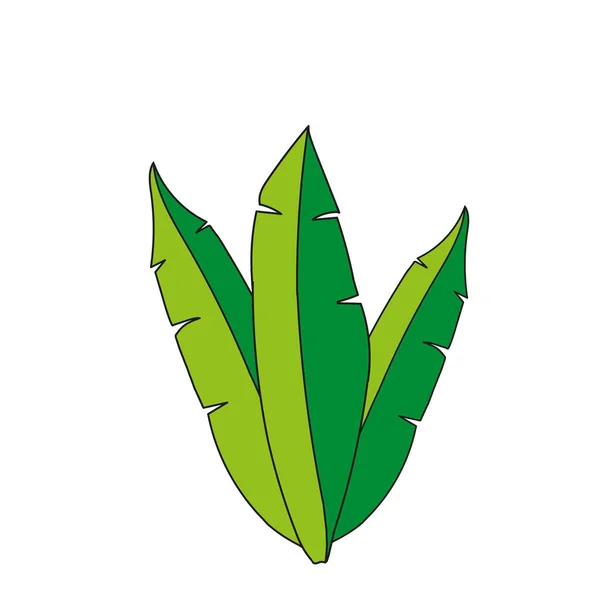 Vektor Illustration Gröna Exotiska Bananblad Isolerade Vit Bakgrund — Stock vektor